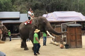 今年会网页版入口-云南野象主场告捷，实力不容小视的简单介绍